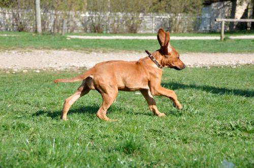 Hochgeladene Bilddatei