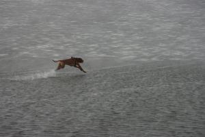 Hochgeladene Bilddatei