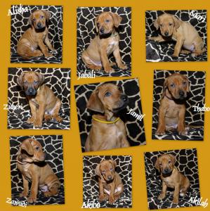 Hochgeladene Bilddatei