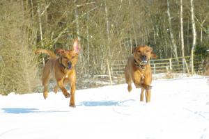 Hochgeladene Bilddatei