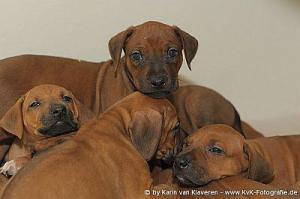 Hochgeladene Bilddatei