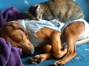 Hochgeladene Bilddatei