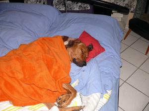 Hochgeladene Bilddatei