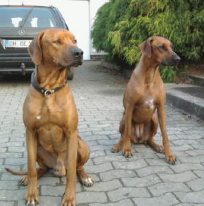 Hochgeladene Bilddatei