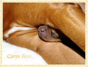 Hochgeladene Bilddatei