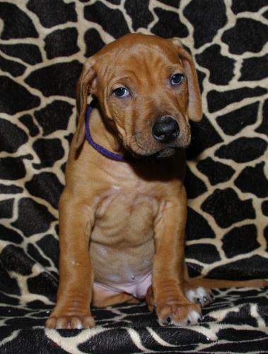 Hochgeladene Bilddatei