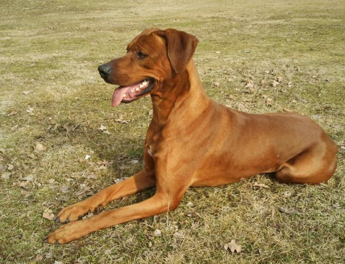 Hochgeladene Bilddatei