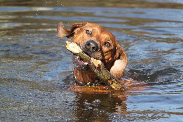 Hochgeladene Bilddatei