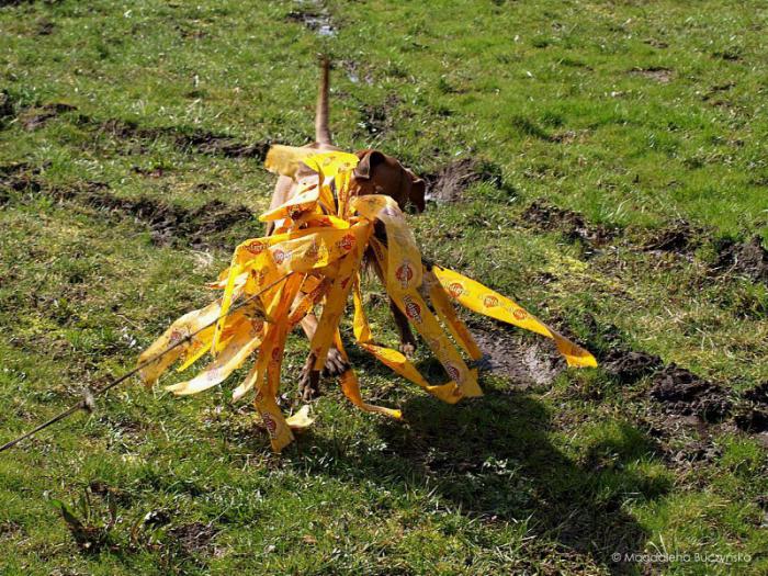 Hochgeladene Bilddatei