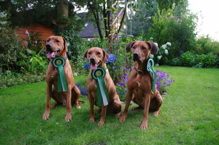 Hochgeladene Bilddatei