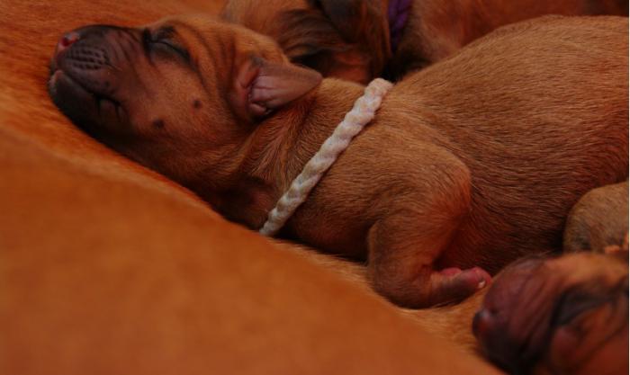 Hochgeladene Bilddatei