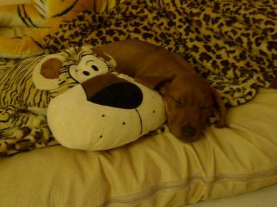 Hochgeladene Bilddatei