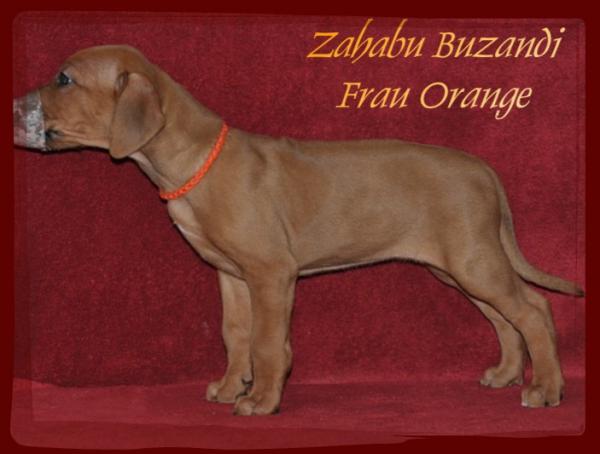 Hochgeladene Bilddatei