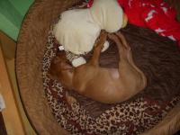 Hochgeladene Bilddatei