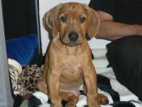 Hochgeladene Bilddatei