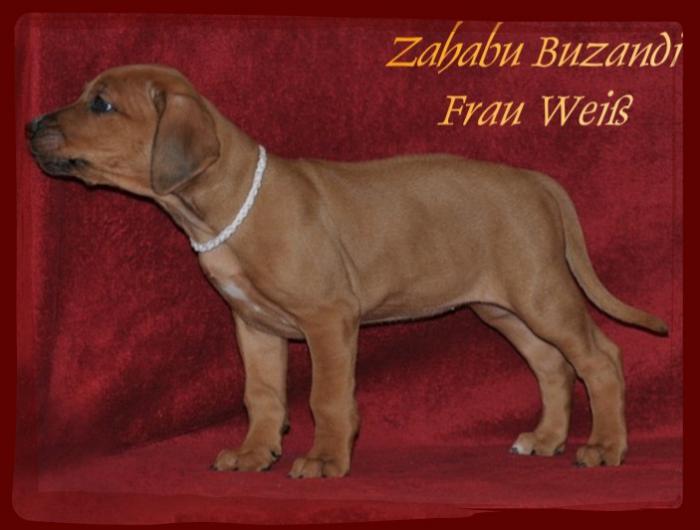 Hochgeladene Bilddatei