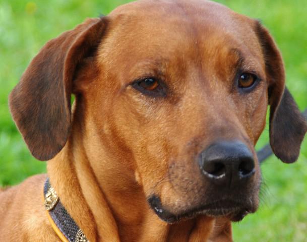 Hochgeladene Bilddatei