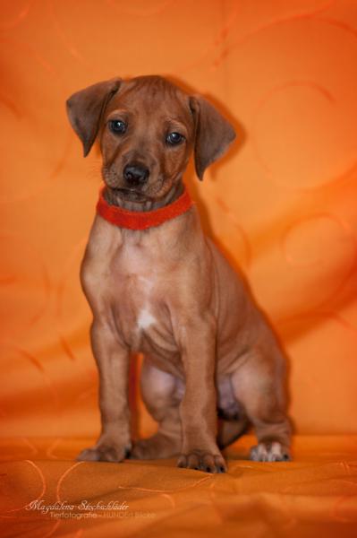 Hochgeladene Bilddatei