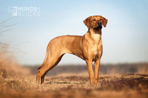 Hochgeladene Bilddatei