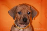 Hochgeladene Bilddatei