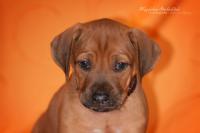 Hochgeladene Bilddatei