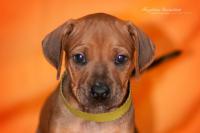 Hochgeladene Bilddatei