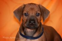 Hochgeladene Bilddatei