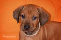 Hochgeladene Bilddatei