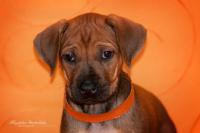 Hochgeladene Bilddatei