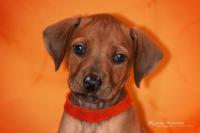 Hochgeladene Bilddatei