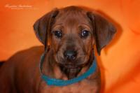 Hochgeladene Bilddatei